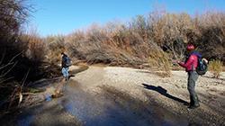 Staff surveying for mud turtles