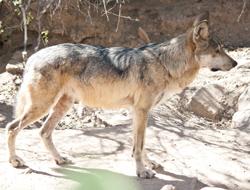 Mexican Gray Wolf